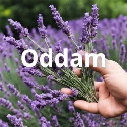 Ogłoszenia oddam za darmo lawendę