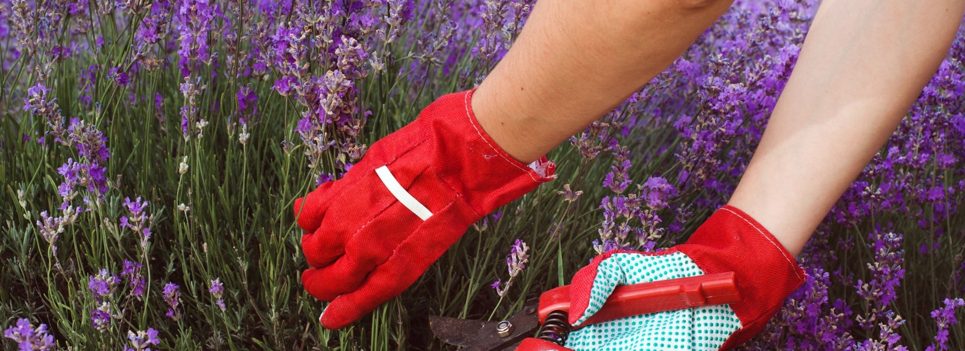 Jak ciąć lawendę?