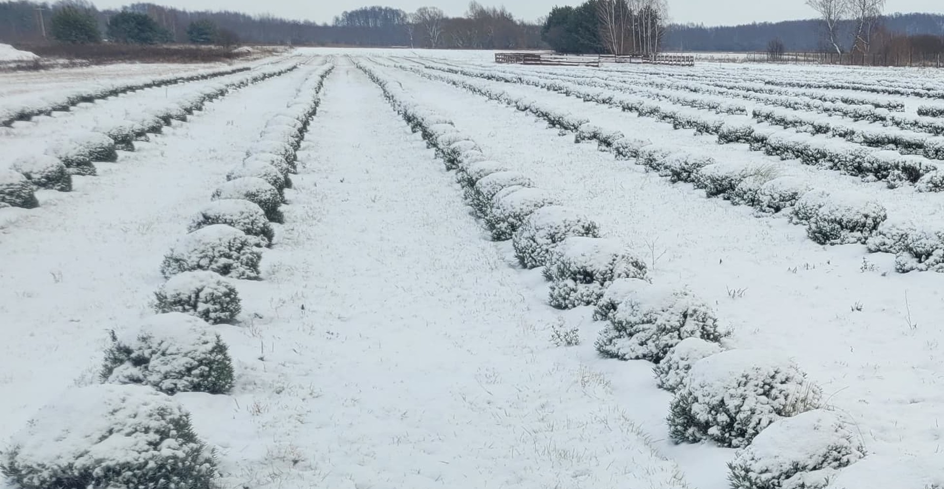 Jakie odmiany lawendy są bardziej mrozoodporne?