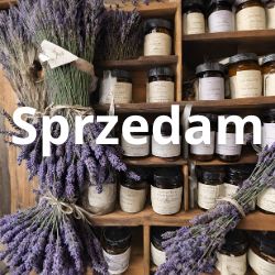 Ogłoszenia sprzedam lawendę