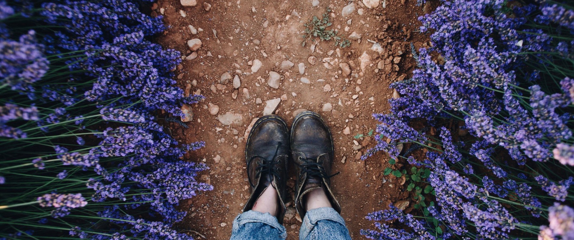 Nawożenie lawendy – kiedy i czym?