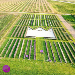 Levanduľové Kráľovstvo