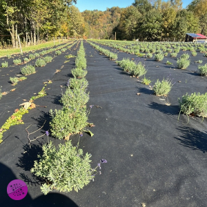 LAVENDER HAZE - Lawendowe pole 