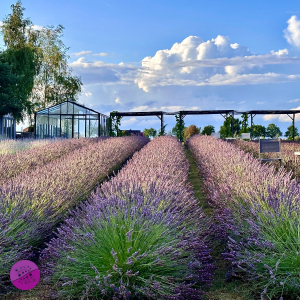 Lawendowy Ląd