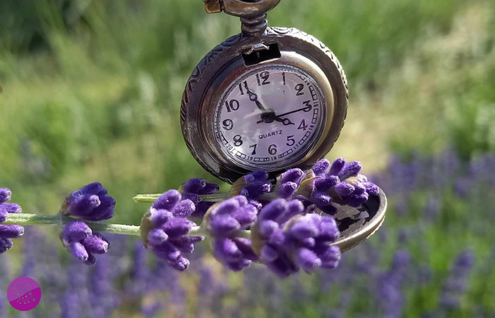 Nuta Lawendy Orzechowce