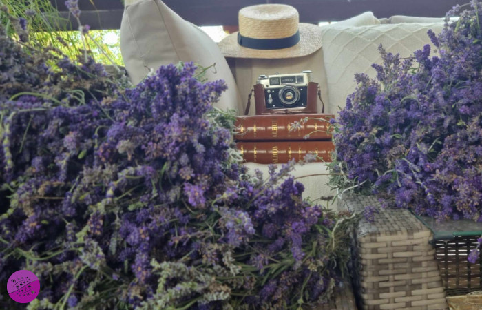 Nuta Lawendy Orzechowce