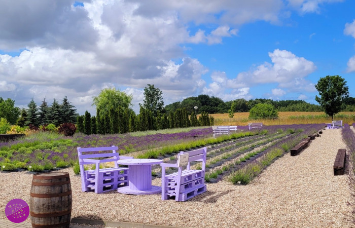 Lawendowy Zakątek Machowino