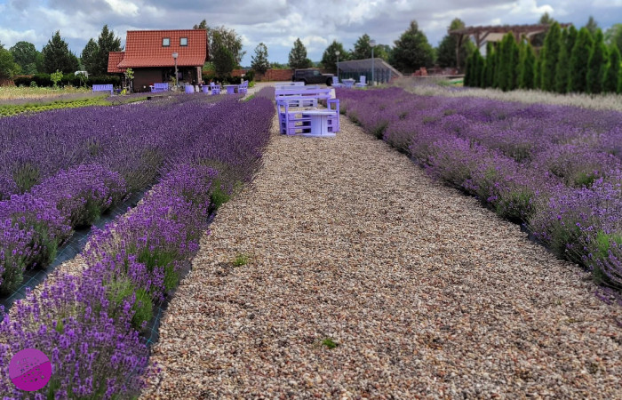 Lawendowy Zakątek Machowino