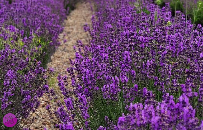 Lawendowy Zakątek Machowino