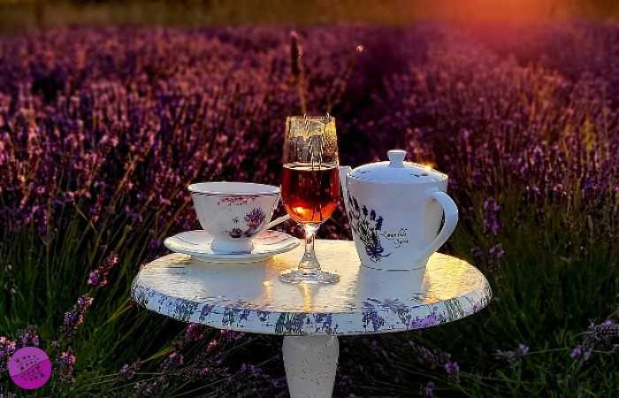 Lawendowy Zakątek Machowino