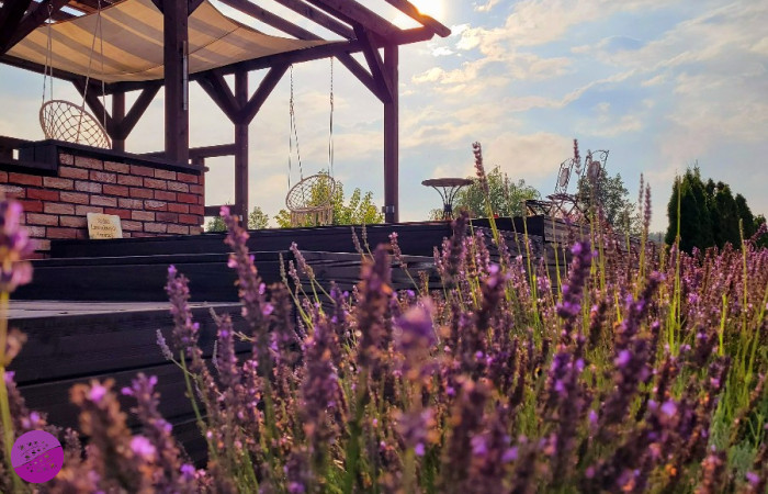 Lawendowy Zakątek Machowino