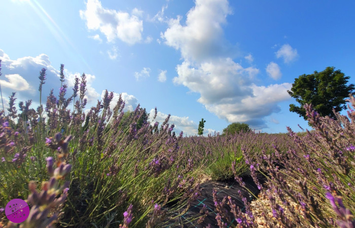 Lawendowy Zakątek Machowino