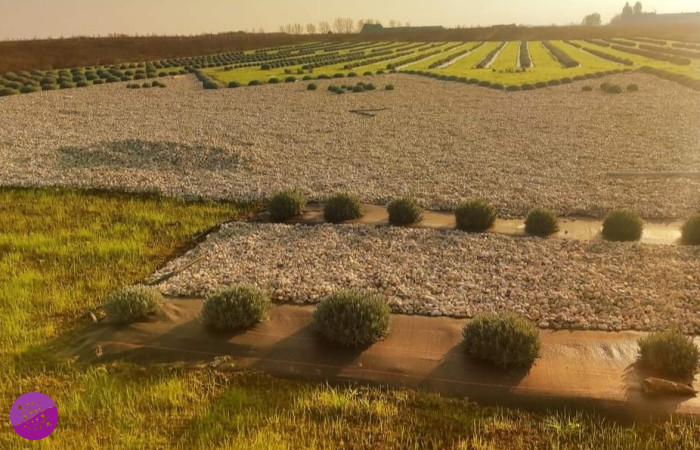 Levanduľové Kráľovstvo