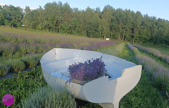 Jezioro Lawendy plantacja w Kościankach