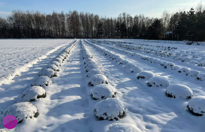 Jezioro Lawendy plantacja w Kościankach
