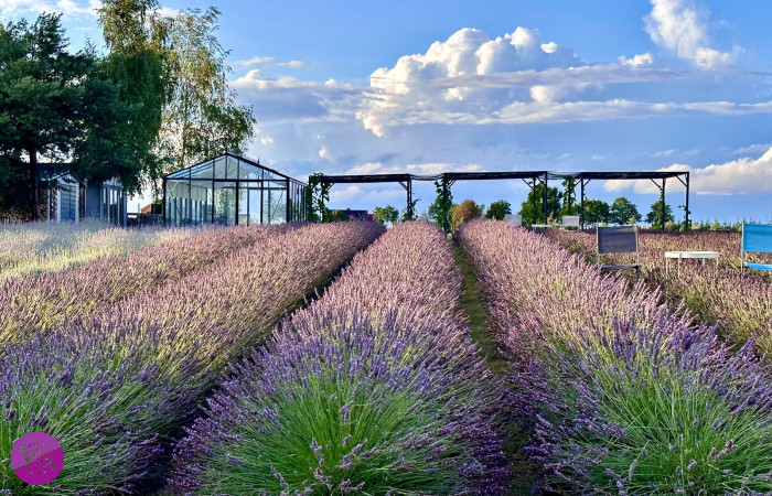 Lawendowy Ląd