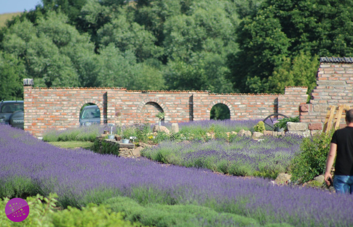 Lawendowy Ogród - Kotlina Kłodzka