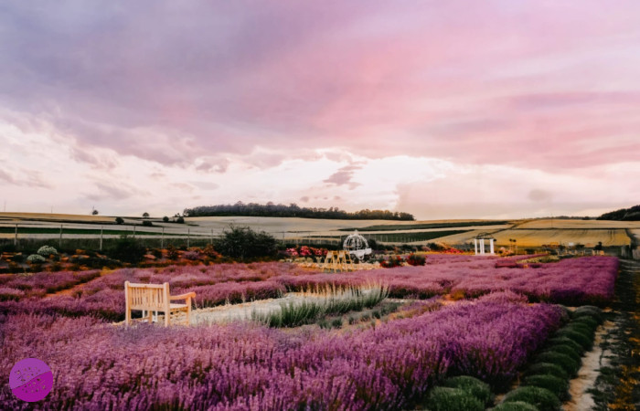Lawendowy Ogród - Kotlina Kłodzka