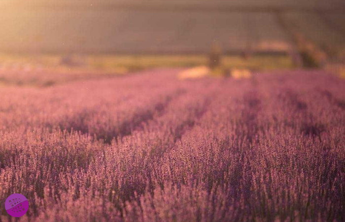 Lawendowy Ogród - Kotlina Kłodzka